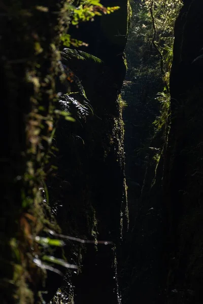 Siluetă Copaci Mossy Într Pădure Densă — Fotografie, imagine de stoc