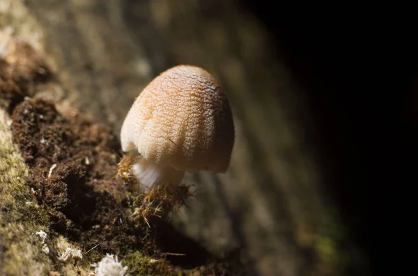 Tiro Macro Pequeno Fungo Fuzzy Crescendo Casca Musgo — Fotografia de Stock