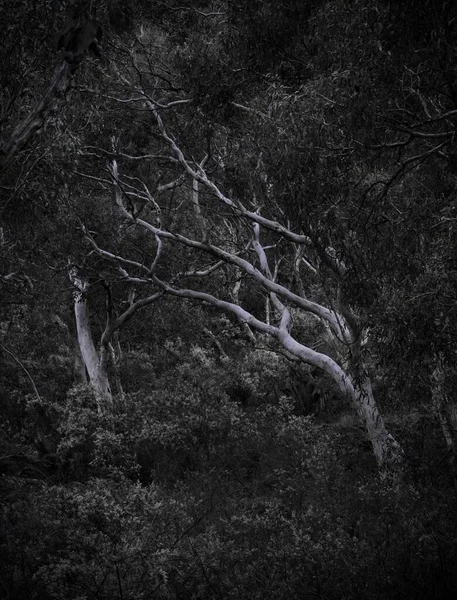 Plan Vertical Une Forêt Sombre — Photo