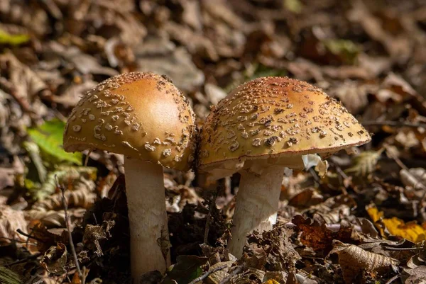Close Dois Belos Cogumelos Guarda Sol Marrom Cercado Por Sujeira — Fotografia de Stock