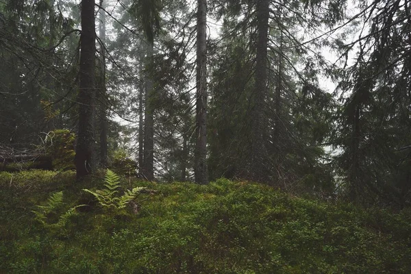 Vacker Natur Tallar Och Grönska Skog Totenaasen Hills — Stockfoto
