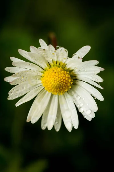 水滴在天然的 模糊的背景上的水滴上的一朵普通雏菊的特写 垂直的 — 图库照片