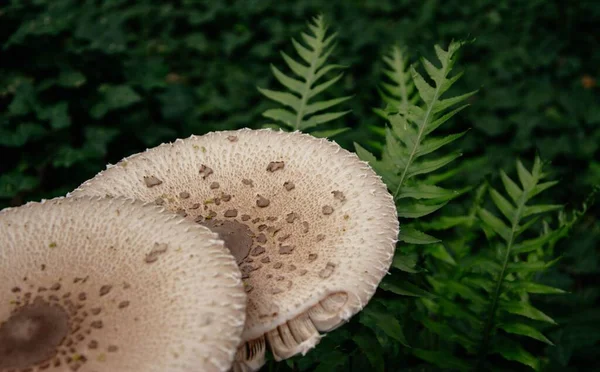 Closeup Shot Parasol Mushrooms Macrolepiota Procera Forest — Stock Photo, Image