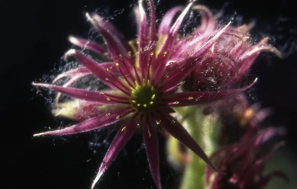 Zbliżenie Ujęcie Sempervivum Montanum Kwiat Rozmytym Tle — Zdjęcie stockowe