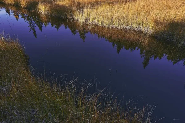 Αντανάκλαση Των Φθινοπωρινών Βοτάνων Γης Στο Νερό Της Λίμνης Svartdalstjerna — Φωτογραφία Αρχείου