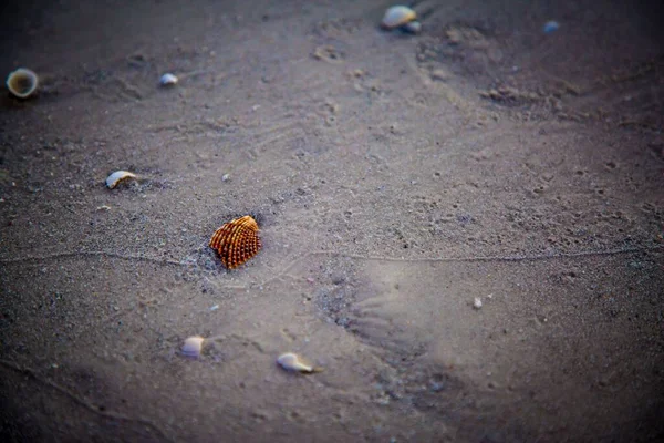 Eine Nahaufnahme Von Muscheln Auf Einem Sand Der Küste — Stockfoto