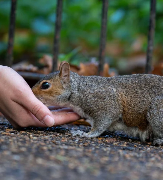 Tiro Perto Mão Alimentando Esquilo — Fotografia de Stock