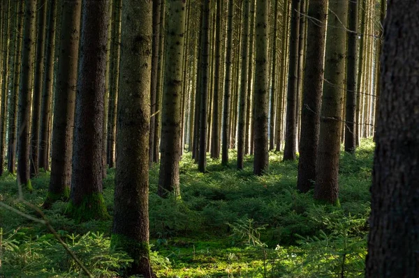 Ormanda Sıcak Güneş Işığı Yerde Yeşil Bitkiler — Stok fotoğraf