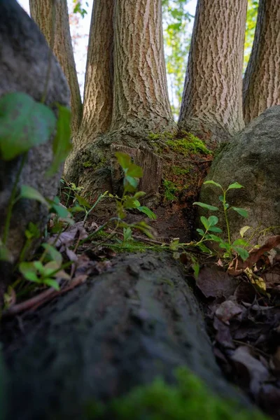 Μια Όμορφη Θέα Μιας Ρίζας Δέντρου Στο Δάσος — Φωτογραφία Αρχείου