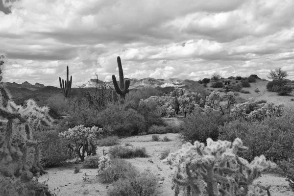 Серый Снимок Пустынного Ландшафта Аризоны Кактусами Сухими Растениями Облачным Небом — стоковое фото