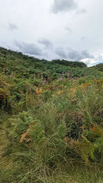 陡峭的山坡上一片片茂密的植被 — 图库照片