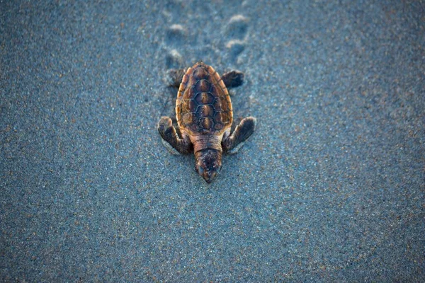 Kumda Ilerleyen Bebek Bir Deniz Kaplumbağası — Stok fotoğraf