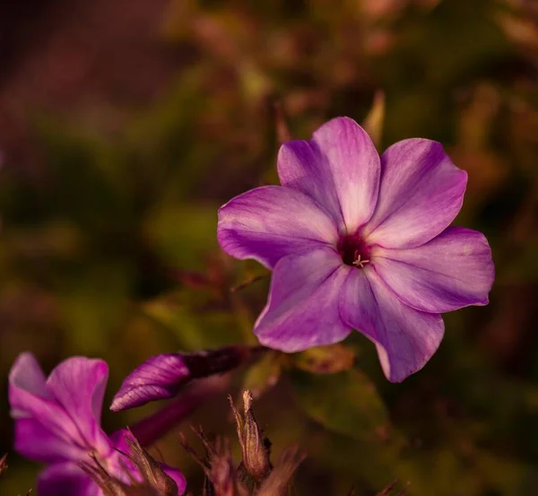 美しいピンク色の花のクローズ アップ ショット — ストック写真