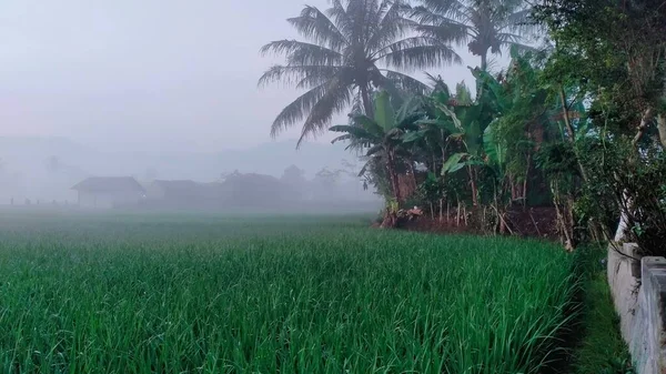 Красивий Пейзаж Поля Тропічній Зоні Туманний День — стокове фото
