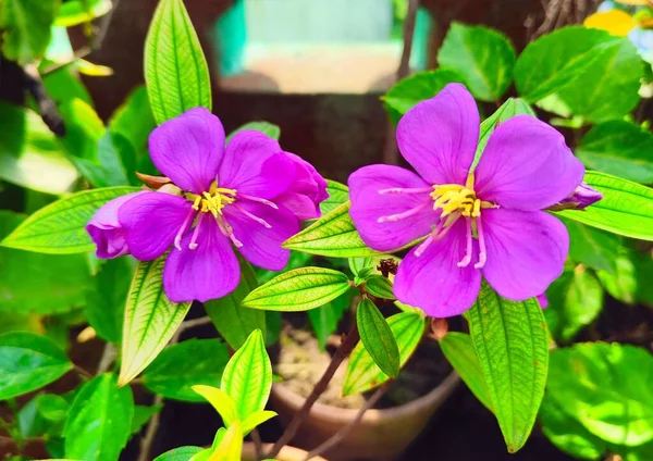 Closeup Two Beautiful Purple Melastoma Malabathricum Flowers Captured Sunny Day — Stock Photo, Image