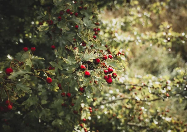 Eine Nahaufnahme Einer Roten Beerenpflanze — Stockfoto