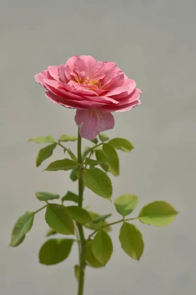 Вертикальный Макроснимок Розового Сада Зелеными Листьями Перед Стеной — стоковое фото