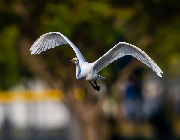 Прекрасный Снимок Большой Белой Цапли Летящей Над Пейзажем — стоковое фото