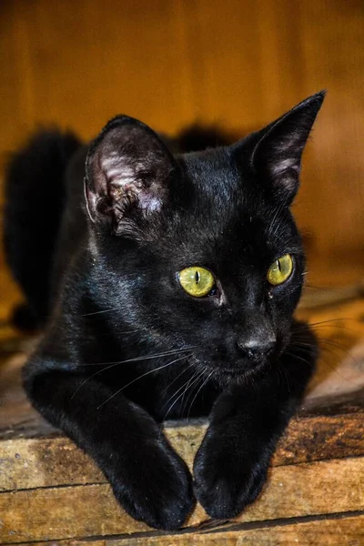 一只长着绿眼睛的正在休息的黑猫的特写 — 图库照片