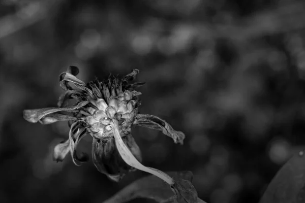 Closeup Grayscale Shot Dead Dried Flower Garden — Stock Photo, Image
