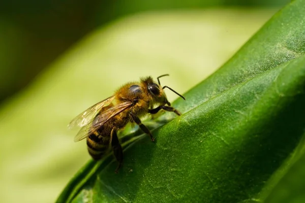 Zbliżenie Ujęcie Pszczoły Stojącej Dużym Zielonym Liściu Ogrodzie — Zdjęcie stockowe