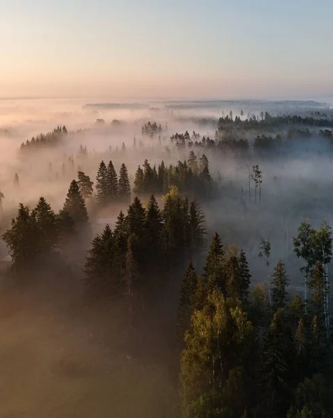 Une Vue Aérienne Verticale Forêt Brumeuse Avec Des Sapins Luxuriants — Photo