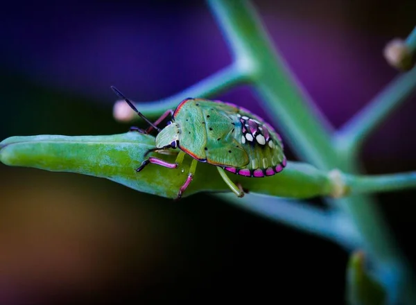 Bir Çiçek Tomurcuğundaki Yeşil Kalkan Böceğinin Yakın Plan Görüntüsü — Stok fotoğraf