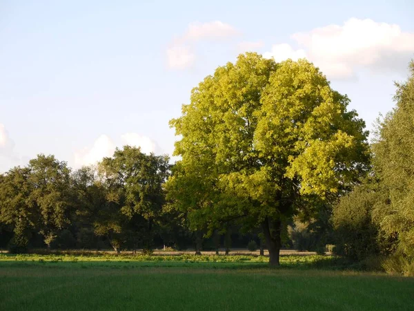Zielone Bujne Drzewa Parku Słoneczny Dzień — Zdjęcie stockowe