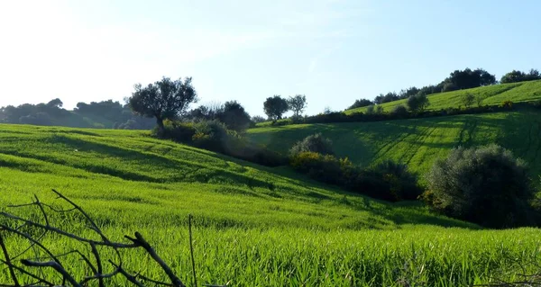 Een Prachtige Groene Weide Met Bomen Struiken Een Zonnige Dag — Stockfoto