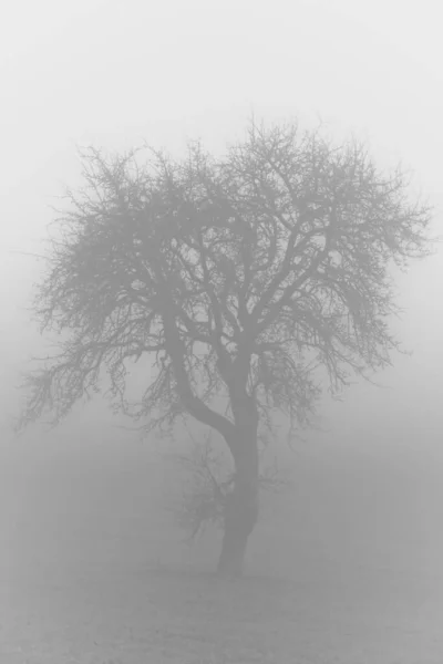 霧の中で孤独な木と暗い神秘的な森の垂直グレースケールショット — ストック写真