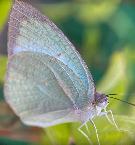 ぼやけた背景を背景に斑状の移民蝶のマクロショット — ストック写真