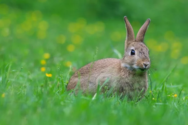Closeup Adorable Fluffy Rabbit Green Field — Stock Photo, Image