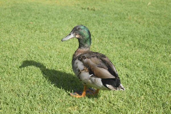 Eine Ente Steht Auf Einer Grünen Wiese — Stockfoto