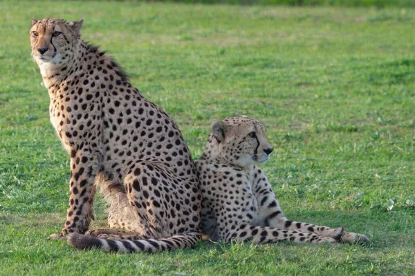 Krásný Detailní Záběr Dvou Krásných Gepardů Sedících Poli Jižní Africe — Stock fotografie