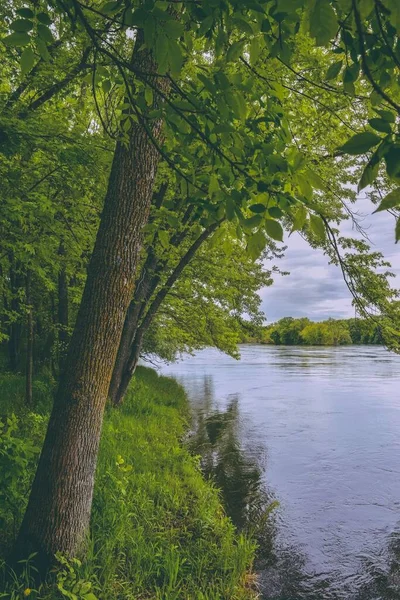 川の近くの緑の木の美しいショット — ストック写真