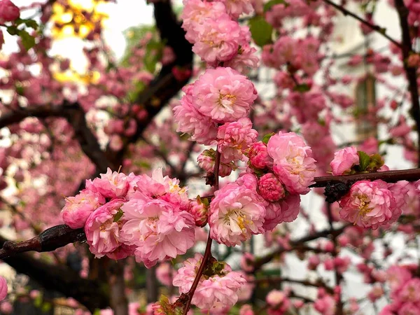 一棵盛开的粉色杏仁树 — 图库照片