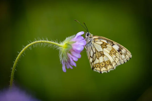 Großaufnahme Eines Marmorierten Weißen Schmetterlings Melanargia Galathea Auf Dem Schrägen — Stockfoto