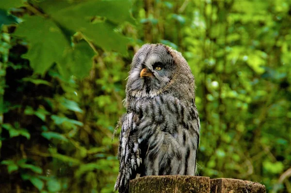 Ormandaki Ağaç Gövdesindeki Görkemli Büyük Gri Baykuşun Yakın Çekimi — Stok fotoğraf