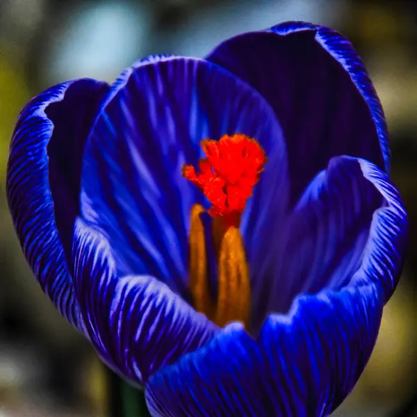 Macro Shot Bright Blue Cronus Flower Patterned Petals Isolated Background — Stock Photo, Image