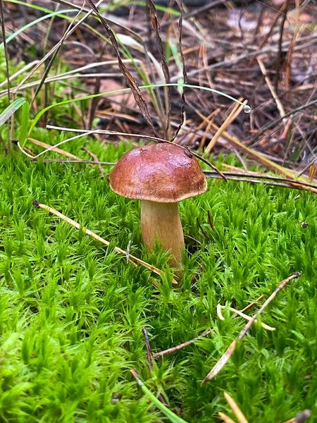 Wild Mushroom Forest — 图库照片