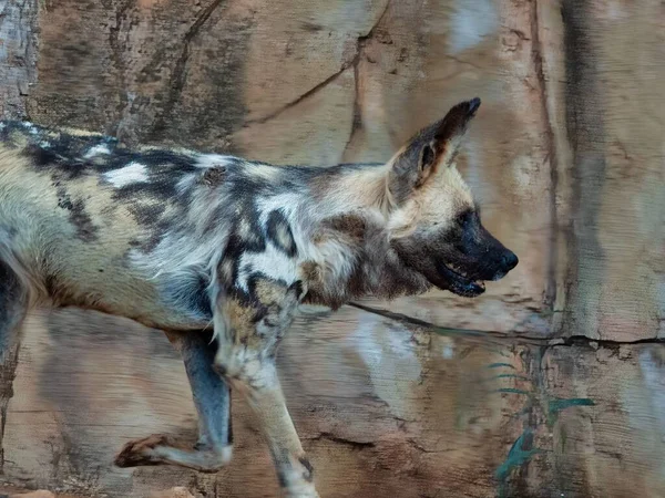 Uma Vista Perto Cão Selvagem Africano Zoológico — Fotografia de Stock