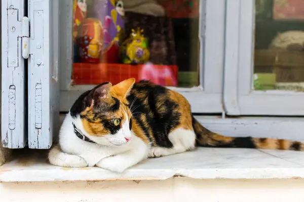 Primer Plano Adorable Gato Calico Fuera Una Casa — Foto de Stock