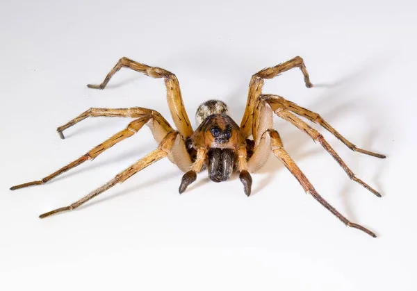 Detailní Záběr Travního Pavouka Agelenopsis Izolovaného Bílém Pozadí — Stock fotografie