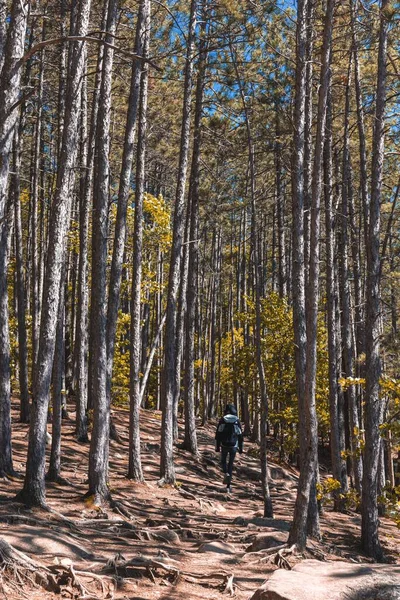 Een Verticaal Schot Van Een Persoon Die Door Bomen Loopt — Stockfoto