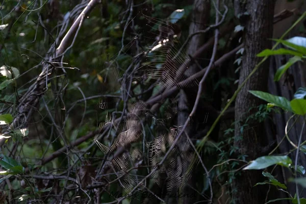 树枝上蜘蛛网的特写镜头 — 图库照片