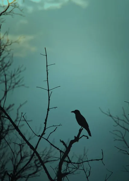 Une Silhouette Corbeau Sur Une Branche Nue Contre Ciel Soir — Photo