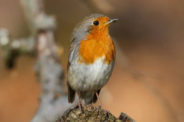 在模糊的背景下 一只可爱的小鸟站在树桩上的特写镜头 — 图库照片