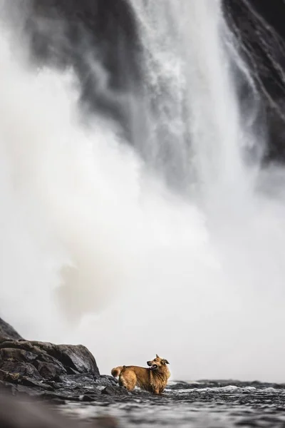 Malownicze Pionowe Ujęcie Uroczego Psa Pływającego Wodospadzie Montmorency Quebecu Kanada — Zdjęcie stockowe