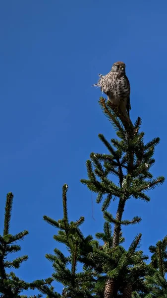 Vertical Shot Northern Hawk Owl Tree — Stock Photo, Image
