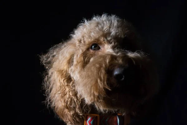 Retrato Cerca Del Perro Esponjoso Labradoodle Mirando Cámara Sobre Fondo — Foto de Stock